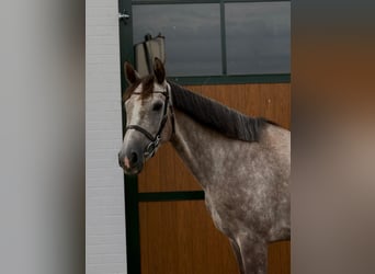 Zangersheider, Stute, 4 Jahre, 165 cm, Apfelschimmel