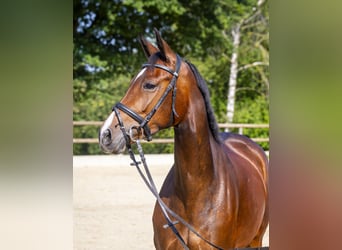 Zangersheider, Stute, 4 Jahre, 165 cm, Brauner
