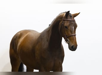 Zangersheider, Stute, 4 Jahre, 165 cm, Brauner