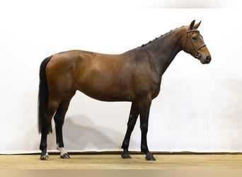 Zangersheider, Stute, 4 Jahre, 165 cm, Brauner