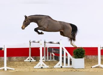 Zangersheider, Stute, 4 Jahre, 165 cm, Brauner