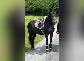 Zangersheider, Stute, 4 Jahre, 165 cm, Dunkelbrauner