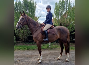 Zangersheider, Stute, 4 Jahre, 165 cm, Dunkelfuchs