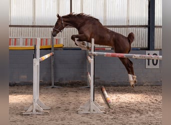 Zangersheider, Stute, 4 Jahre, 165 cm, Dunkelfuchs
