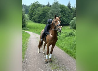 Zangersheider, Stute, 4 Jahre, 165 cm, Fuchs