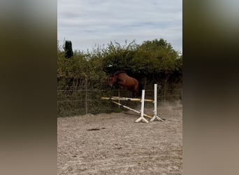 Zangersheider, Stute, 4 Jahre, 166 cm, Brauner