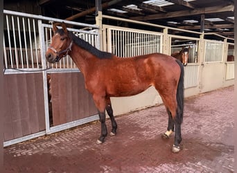 Zangersheider, Stute, 4 Jahre, 166 cm, Brauner