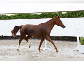 Zangersheider, Stute, 4 Jahre, 166 cm, Fuchs