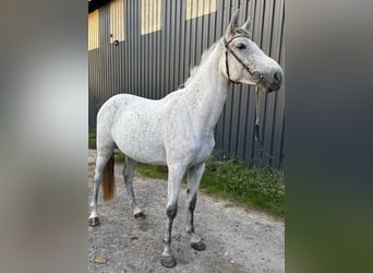 Zangersheider, Stute, 4 Jahre, 166 cm, Schimmel