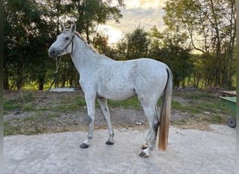 Zangersheider, Stute, 4 Jahre, 166 cm, Schimmel
