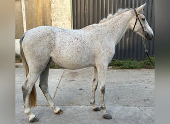 Zangersheider, Stute, 4 Jahre, 166 cm, Schimmel