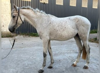 Zangersheider, Stute, 4 Jahre, 166 cm, Schimmel