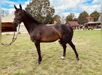 Zangersheider, Stute, 4 Jahre, 167 cm, Schwarzbrauner