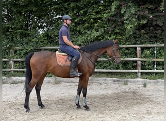 Zangersheider, Stute, 4 Jahre, 167 cm