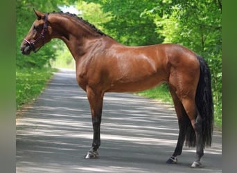 Zangersheider, Stute, 4 Jahre, 168 cm, Brauner