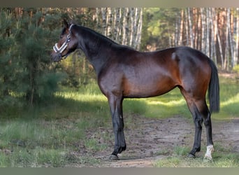 Zangersheider, Stute, 4 Jahre, 168 cm, Dunkelbrauner
