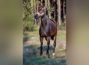 Zangersheider, Stute, 4 Jahre, 168 cm, Dunkelbrauner