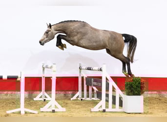 Zangersheider, Stute, 4 Jahre, 168 cm, Schimmel