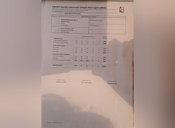Zangersheider, Stute, 4 Jahre, 168 cm