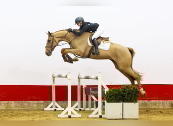 Zangersheider, Stute, 4 Jahre, 168 cm