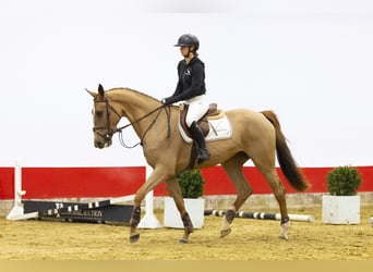 Zangersheider, Stute, 4 Jahre, 168 cm