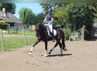 Zangersheider, Stute, 4 Jahre, 172 cm, Schwarzbrauner