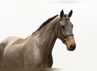 Zangersheider, Stute, 4 Jahre, 173 cm, Brauner