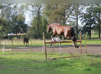 Zangersheider, Stute, 4 Jahre, 173 cm, Brauner