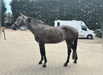 Zangersheider, Stute, 4 Jahre, 174 cm, Apfelschimmel