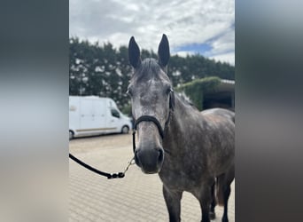 Zangersheider, Stute, 4 Jahre, 174 cm, Apfelschimmel