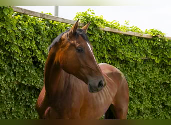 Zangersheider, Stute, 4 Jahre, 174 cm, Brauner
