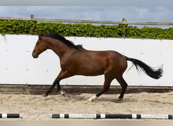 Zangersheider, Stute, 4 Jahre, 174 cm, Brauner