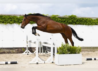 Zangersheider, Stute, 4 Jahre, 174 cm, Brauner