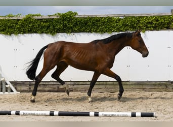 Zangersheider, Stute, 4 Jahre, 174 cm, Brauner