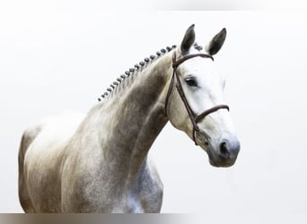Zangersheider, Stute, 4 Jahre, 174 cm, Schimmel