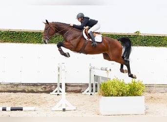 Zangersheider, Stute, 4 Jahre, 175 cm, Brauner