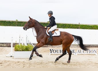 Zangersheider, Stute, 4 Jahre, 175 cm, Brauner