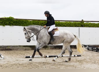Zangersheider, Stute, 4 Jahre, 176 cm, Schimmel