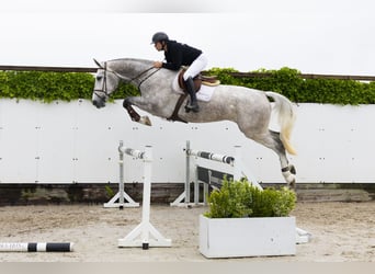 Zangersheider, Stute, 4 Jahre, 176 cm, Schimmel