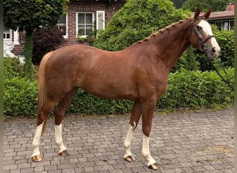 Zangersheider, Stute, 4 Jahre, Fuchs