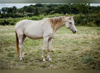 Zangersheider, Stute, 5 Jahre, 155 cm, Champagne