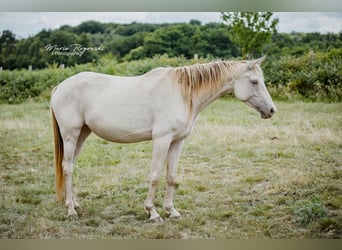 Zangersheider, Stute, 5 Jahre, 155 cm, Champagne