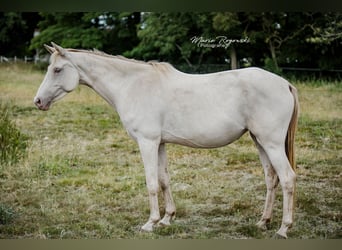 Zangersheider, Stute, 5 Jahre, 155 cm, Champagne