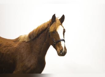 Zangersheider, Stute, 5 Jahre, 155 cm, Fuchs