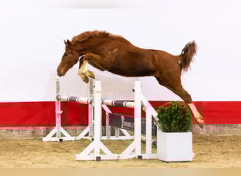 Zangersheider, Stute, 5 Jahre, 155 cm, Fuchs