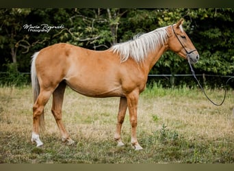 Zangersheider, Stute, 5 Jahre, 156 cm, Palomino