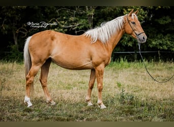 Zangersheider, Stute, 5 Jahre, 156 cm, Palomino