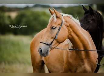 Zangersheider, Stute, 5 Jahre, 156 cm, Palomino