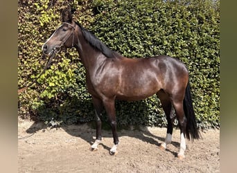 Zangersheider, Stute, 5 Jahre, 158 cm, Schwarzbrauner