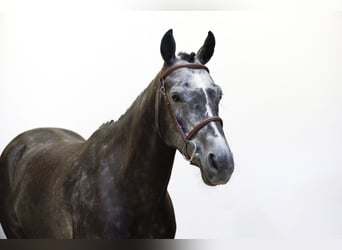 Zangersheider, Stute, 5 Jahre, 159 cm, Schimmel